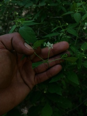Capsicum annuum glabriusculum