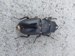 Dorcus rubrofemoratus