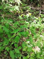 Capsicum annuum glabriusculum