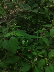 Capsicum annuum glabriusculum