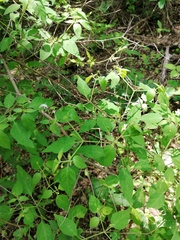 Capsicum annuum glabriusculum