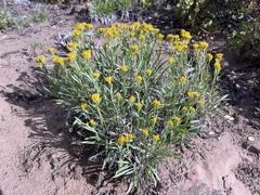 Petradoria pumila