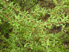 Forestiera angustifolia