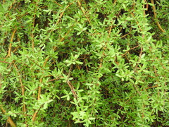 Forestiera angustifolia