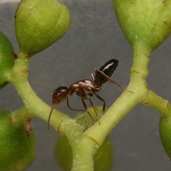 Camponotus hyatti