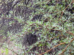 Forestiera angustifolia