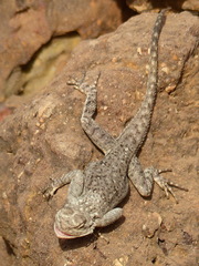Agama agama