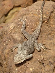 Agama agama