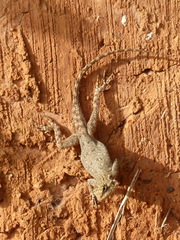 Agama agama