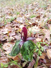 Trillium maculatum