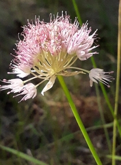 Allium splendens