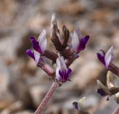 Astragalus tidestromii
