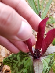 Trillium maculatum