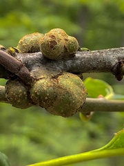Callirhytis quercusgemmaria