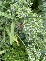Apis mellifera