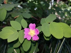 Rosa pisocarpa