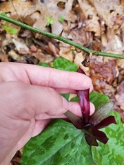 Trillium maculatum
