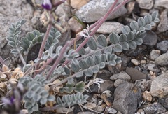 Astragalus tidestromii