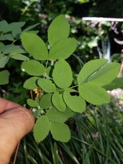 Rosa pisocarpa
