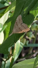 Phalaenostola metonalis