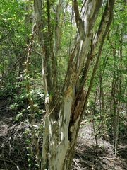 Chloroleucon mangense