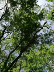 Chloroleucon mangense