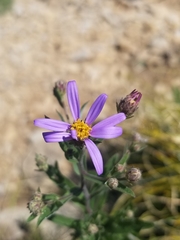 Eucephalus ledophyllus