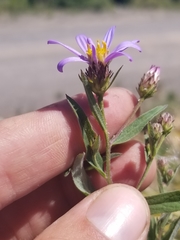 Eucephalus ledophyllus