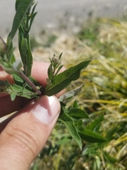 Eucephalus ledophyllus