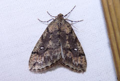 Paleacrita merriccata