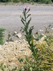 Eucephalus ledophyllus