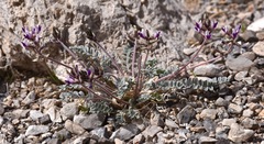 Astragalus tidestromii