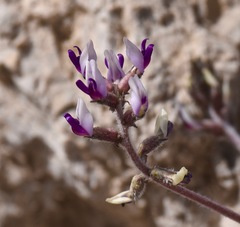 Astragalus tidestromii
