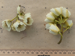 Elaeocarpus bancroftii