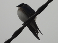 Tachycineta leucopyga