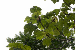 Cecropia longipes