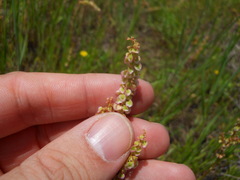 Rumex hastatulus