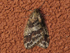 Paleacrita merriccata