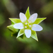 Thyme-leaved Sandwort - Photo (c) Jason Headley, some rights reserved (CC BY-NC)