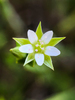 Thyme-leaved Sandwort - Photo (c) Jason Headley, some rights reserved (CC BY-NC), uploaded by Jason Headley