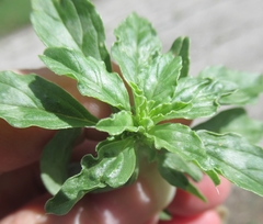 Amaranthus polygonoides