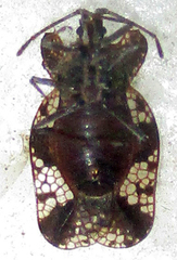 Sinuessa subinermis
