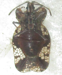 Sinuessa subinermis