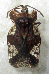 Sinuessa subinermis