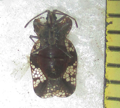 Sinuessa subinermis