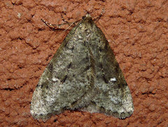 Paleacrita merriccata