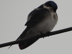 Tachycineta leucopyga