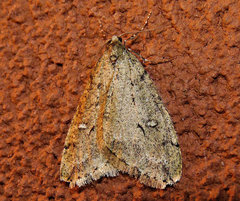 Paleacrita merriccata