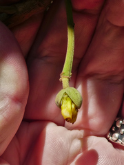 Elaeocarpus bancroftii