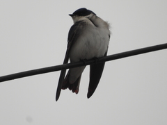 Tachycineta leucopyga